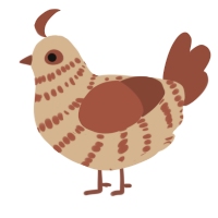 A beige and russet chicken with a bar pattern