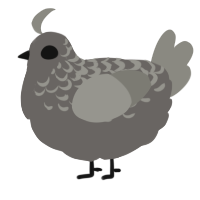 A grey and ash chicken with a half-lace pattern