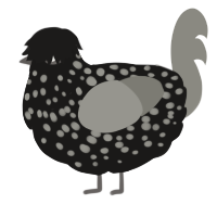 A sable and ash chicken with a speckle pattern
