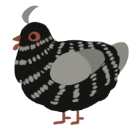 A black and ash chicken with a bar pattern