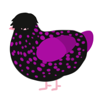 A black and plum chicken with a speckle pattern