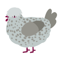 A silver and ash chicken with a speckle pattern