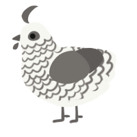 A white and grey chicken with a lace pattern