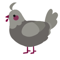 A grey and ash chicken with a head pattern