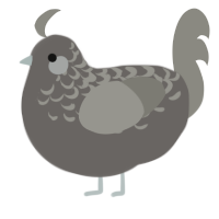 A grey and ash chicken with a half-lace pattern