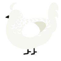 A white chicken with a half-lace pattern