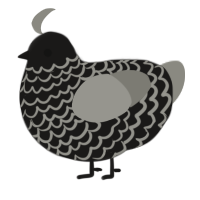 A sable and ash chicken with a lace pattern