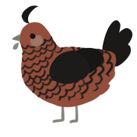 A russet and sable chicken with a lace pattern