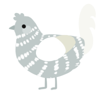 A silver and white chicken with a bar pattern