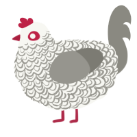 A white and ash chicken with a double-lace pattern