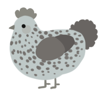 A silver and grey chicken with a speckle pattern