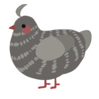 A grey and ash chicken with a bar pattern