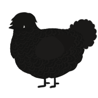 A black and sable chicken with a double-lace pattern
