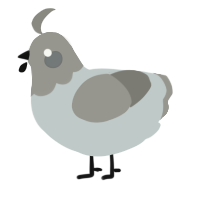 A silver and ash chicken with a head pattern