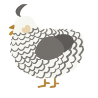 A white and grey chicken with a lace pattern