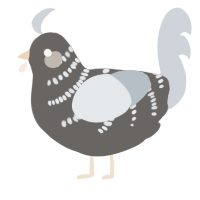 A grey and mist chicken with a half-bar pattern