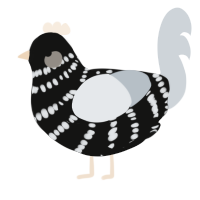 A black and mist chicken with a bar pattern
