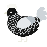 A black and mist chicken with a lace pattern