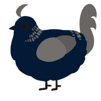 A tumblr and grey chicken with a neck-band pattern