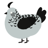 A silver and black chicken with a half-lace pattern
