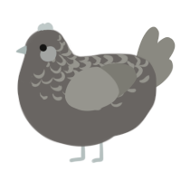 A grey and ash chicken with a half-lace pattern