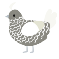 A ash and white chicken with a lace pattern
