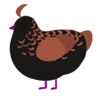 A sable and russet chicken with a half-lace pattern