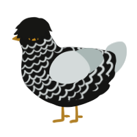 A black and silver chicken with a lace pattern