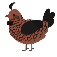 A russet and sable chicken with a lace pattern