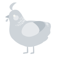 A mist chicken with a neck-band pattern