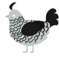 A silver and sable chicken with a lace pattern