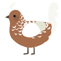 A brown and white chicken with a half-lace pattern