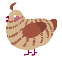 A beige and russet chicken with a bar pattern