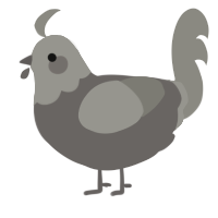 A grey and ash chicken with a head pattern