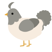 A cream and ash chicken with a head pattern
