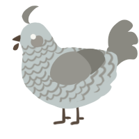A silver and ash chicken with a lace pattern