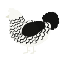 A white and black chicken with a lace pattern
