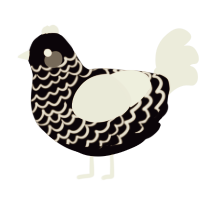 A white and sable chicken with a lace pattern