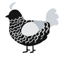 A black and mist chicken with a lace pattern