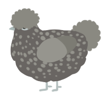 A grey and ash chicken with a speckle pattern