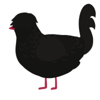 A black and sable chicken with a half-lace pattern