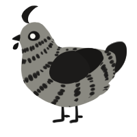 A ash and sable chicken with a bar pattern