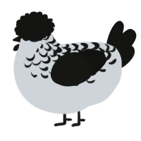 A mist and black chicken with a half-lace pattern