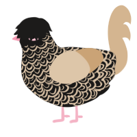 A sable and beige chicken with a double-lace pattern