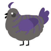 A grey and overcast chicken with a half-bar pattern
