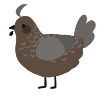 A bark and grey chicken with a half-lace pattern