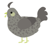A ash and grey chicken with a speckle pattern