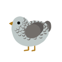 Ashley, a silver and grey chicken with a half-lace pattern