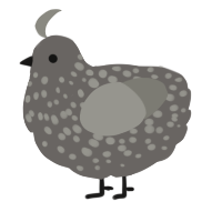 A grey and ash chicken with a speckle pattern