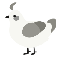 A white and ash chicken